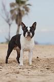 BOSTON TERRIER 388